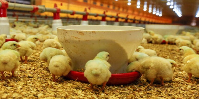 Bật mí cách nuôi gà con ít chết